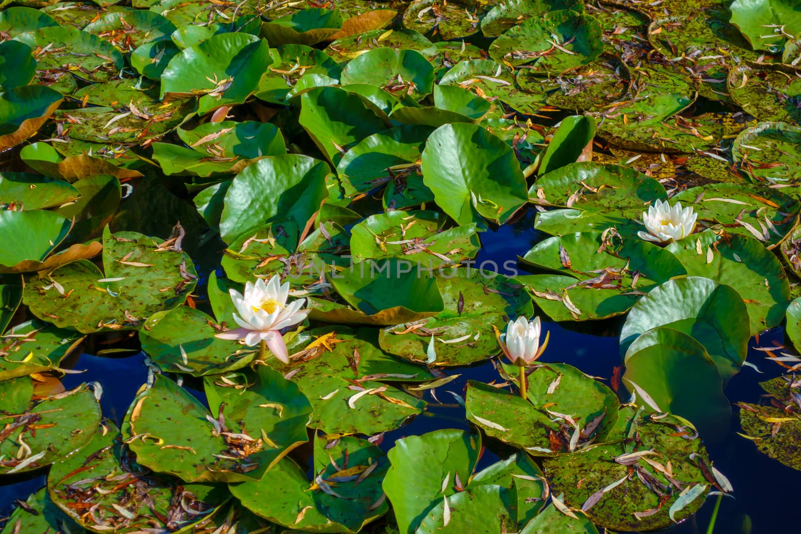 Water lily on the lake by asafaric