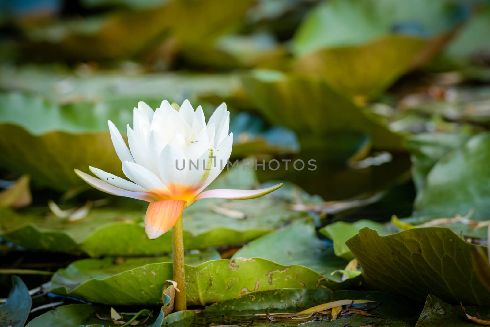 Water lily on the lake by asafaric