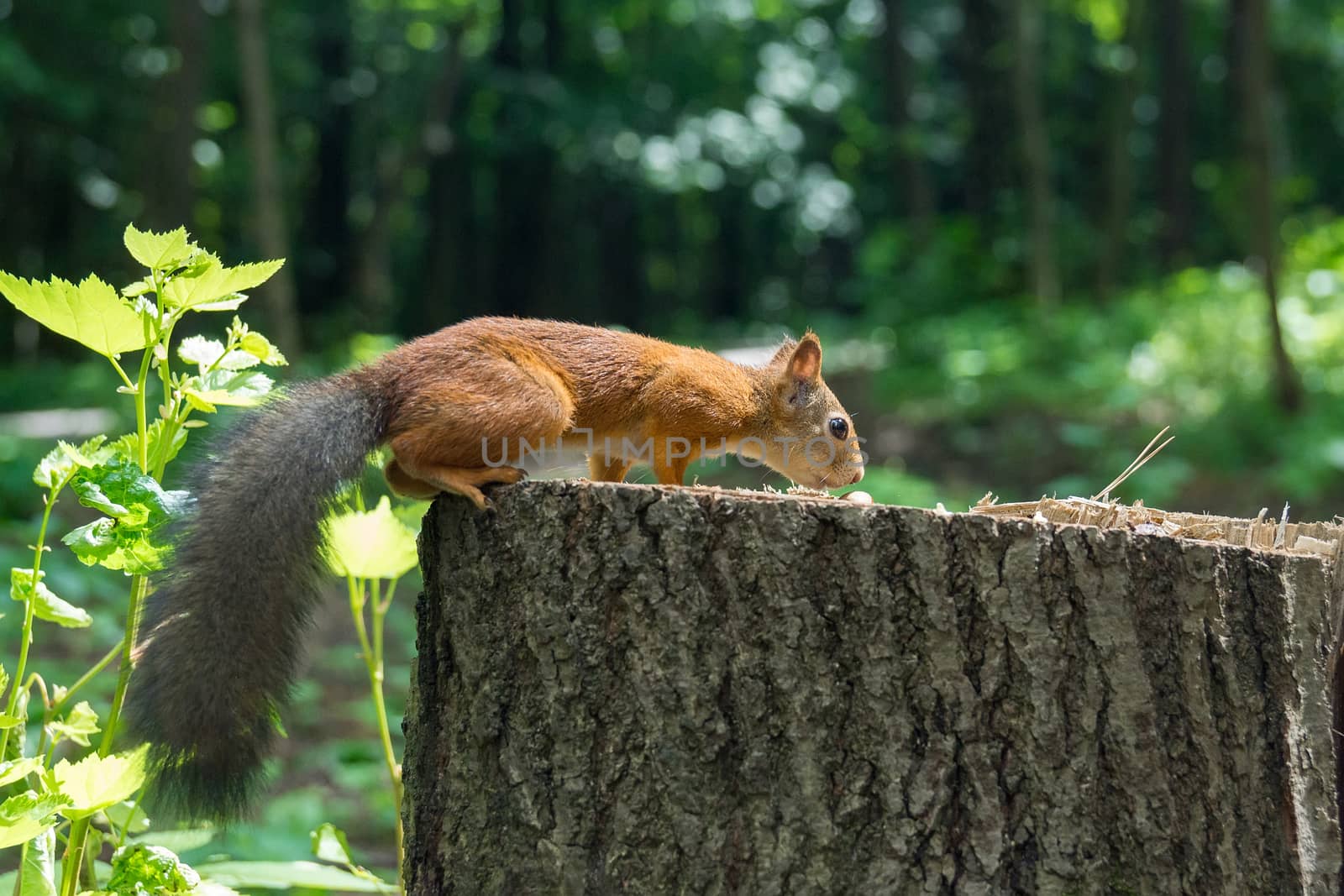 Squirrel on a hemp with a nut by AlexBush