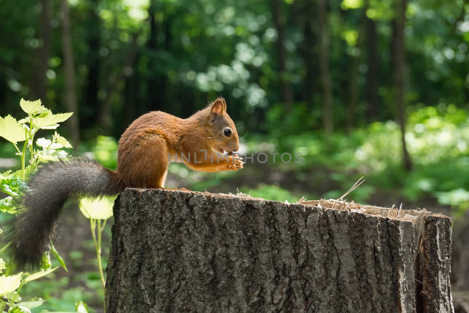 Squirrel on a hemp with a nut, Russia, Moscow, park summer