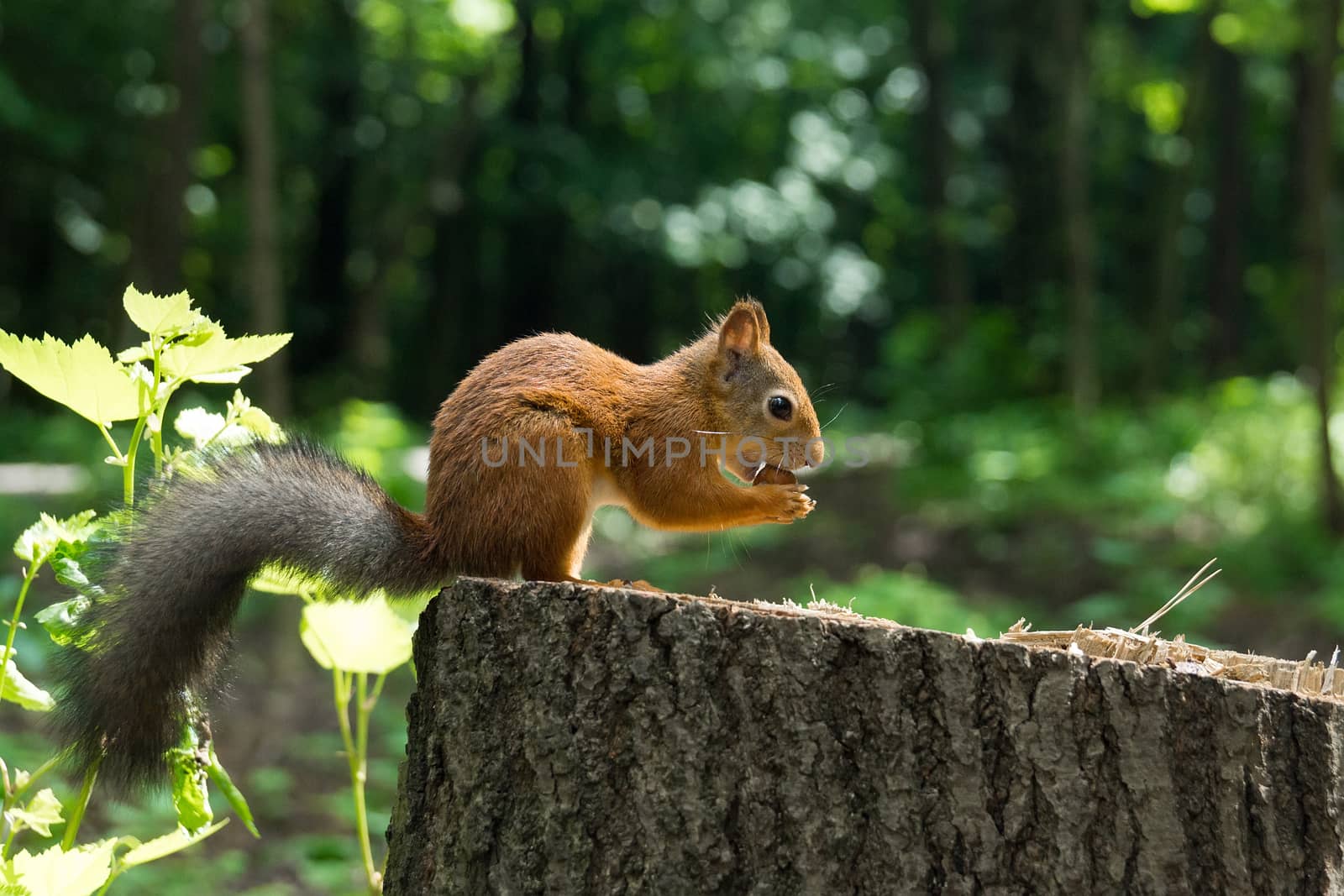 Squirrel on a hemp with a nut, Russia, Moscow, park summer