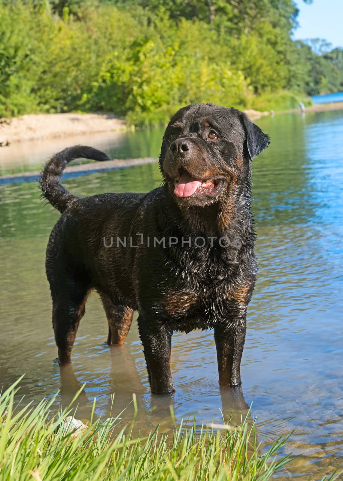 rottweiler in river by cynoclub