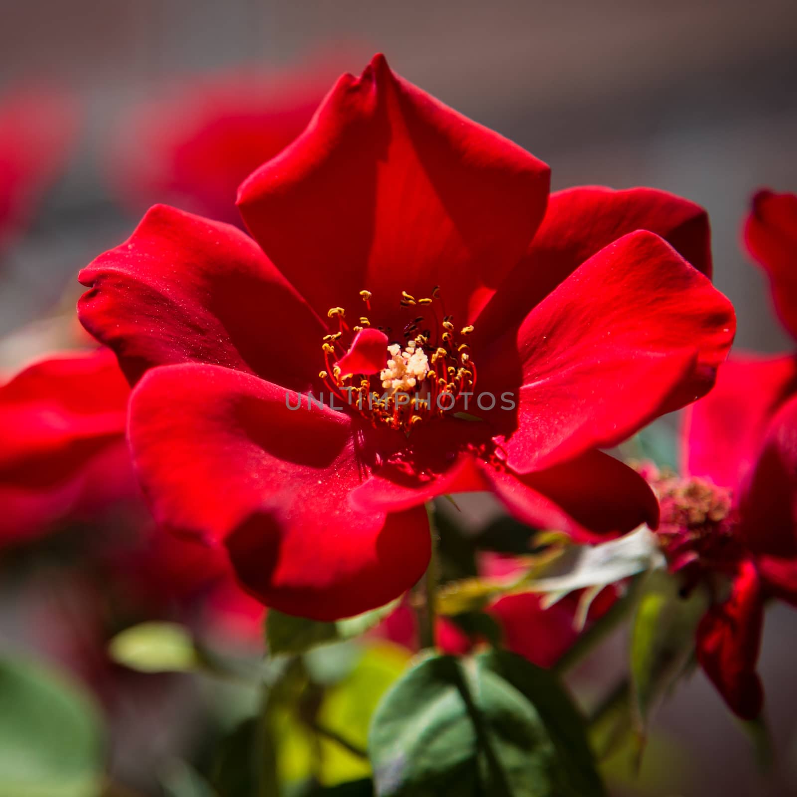 Red Dog Rose by phil_bird