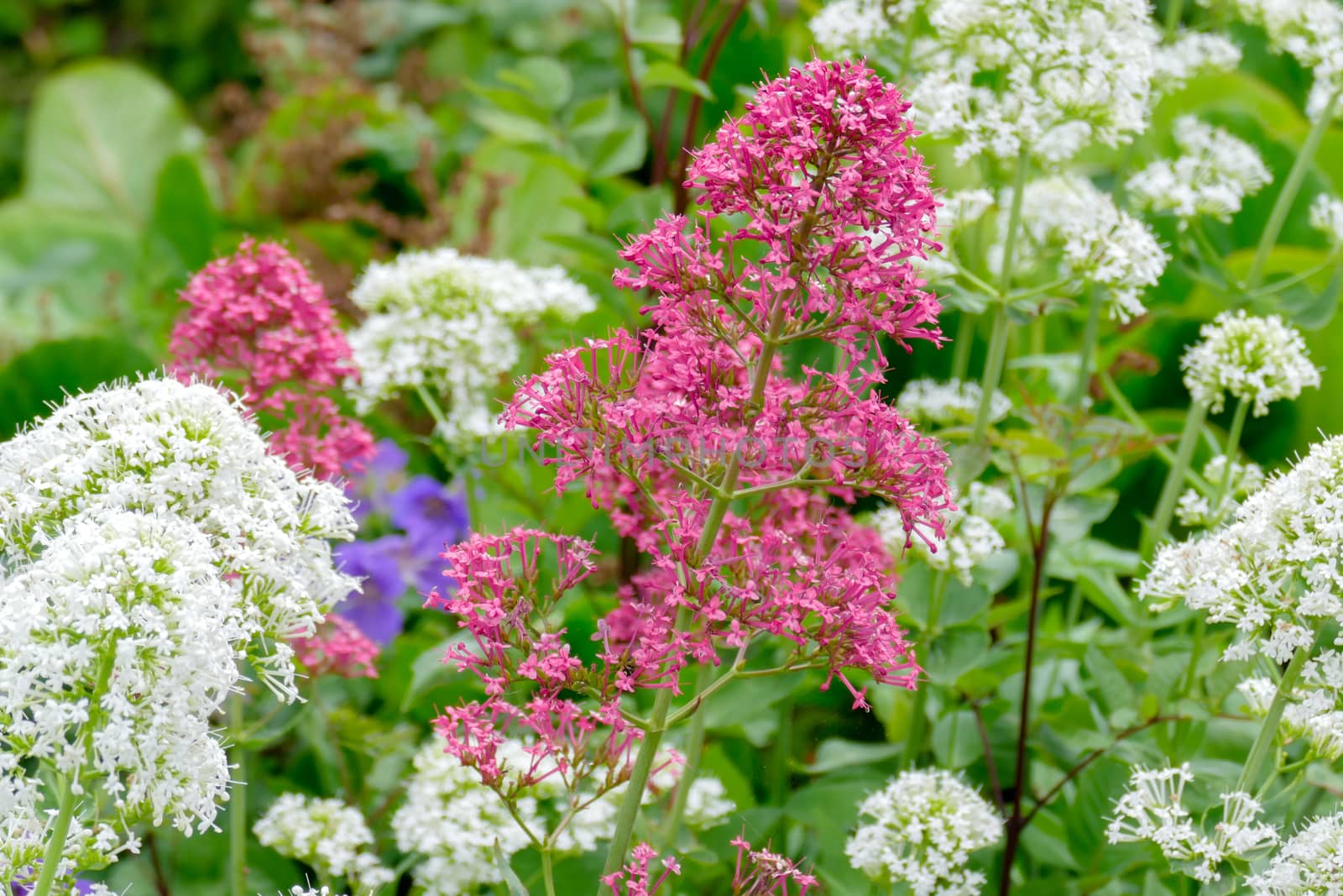 Red and White Valerian (Centranthus ruber) by phil_bird