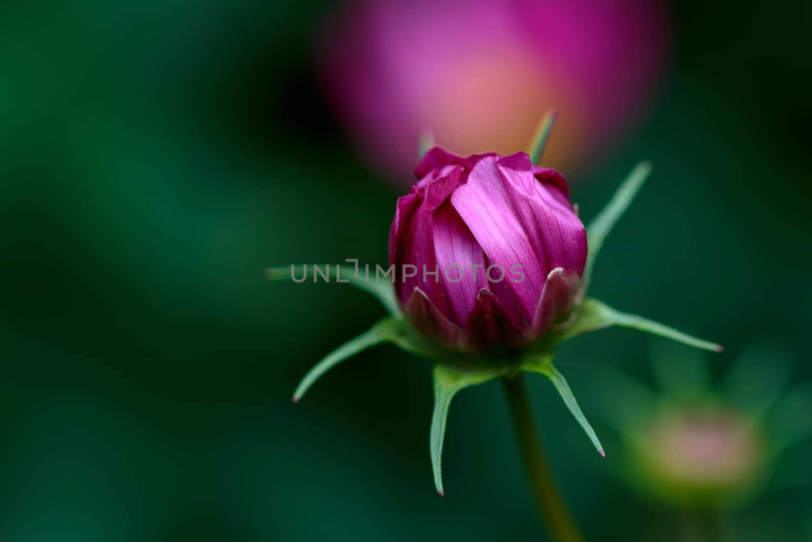 Cosmos Flower Bud