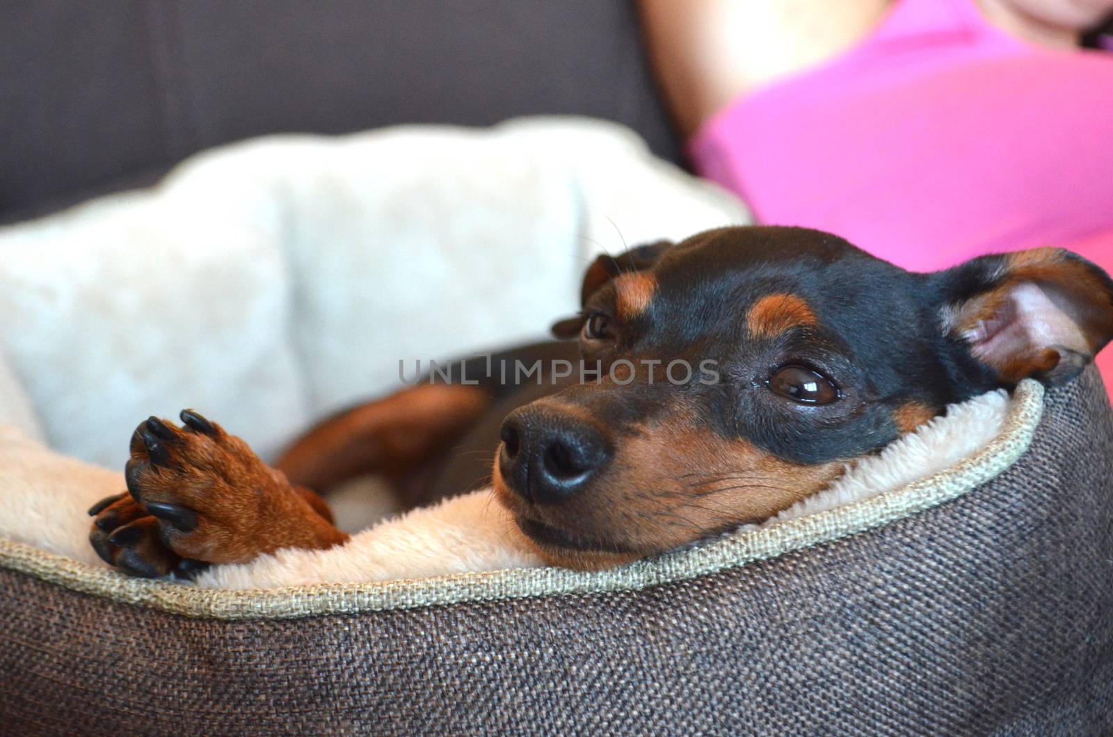 German dog breed - Miniature dwarf pinscher dog pet relaxing in her dog bed