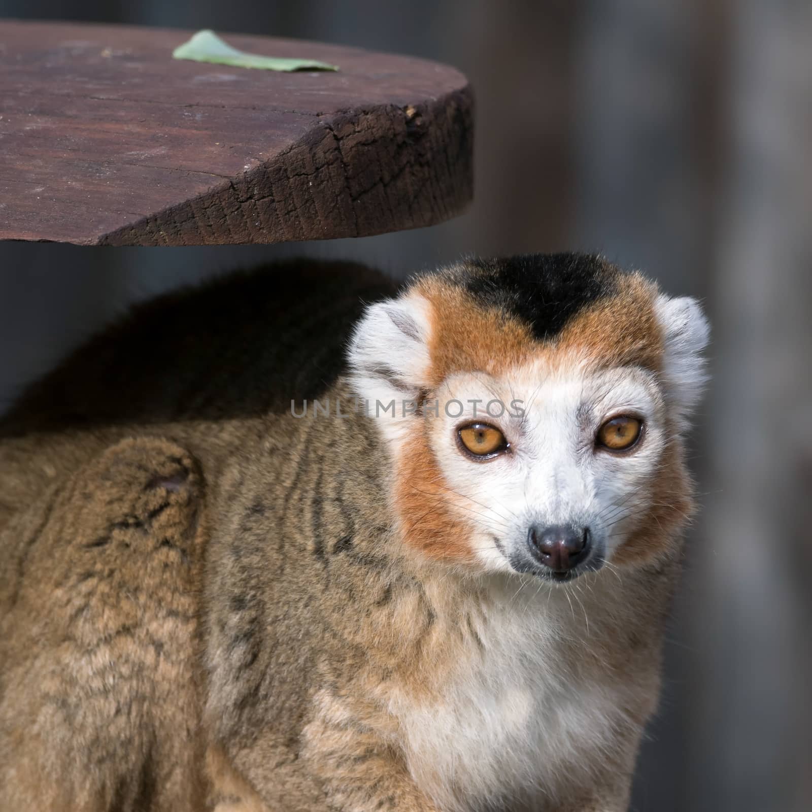 Crowned Lemur (Eulemur coronatus)