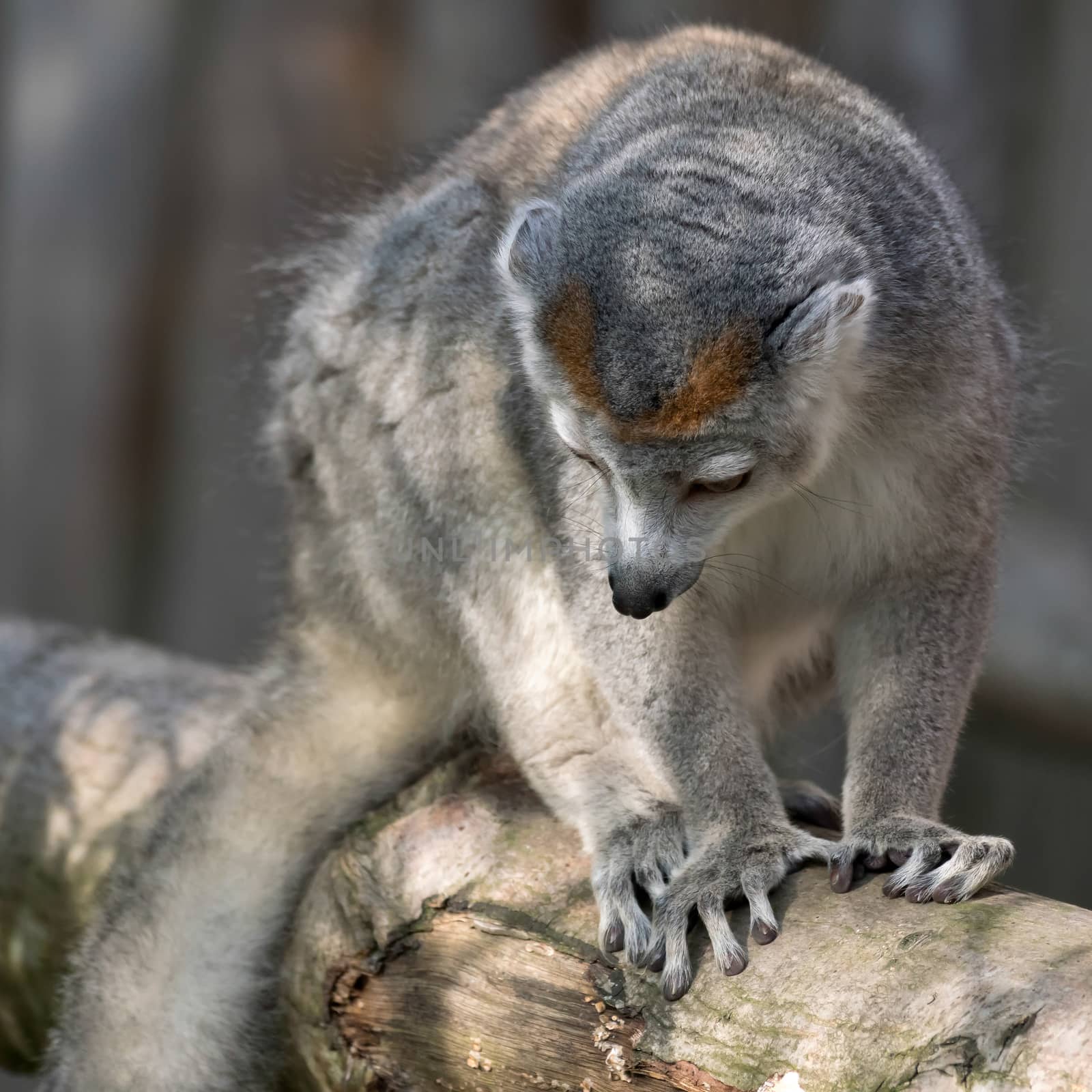 Crowned Lemur (Eulemur coronatus)