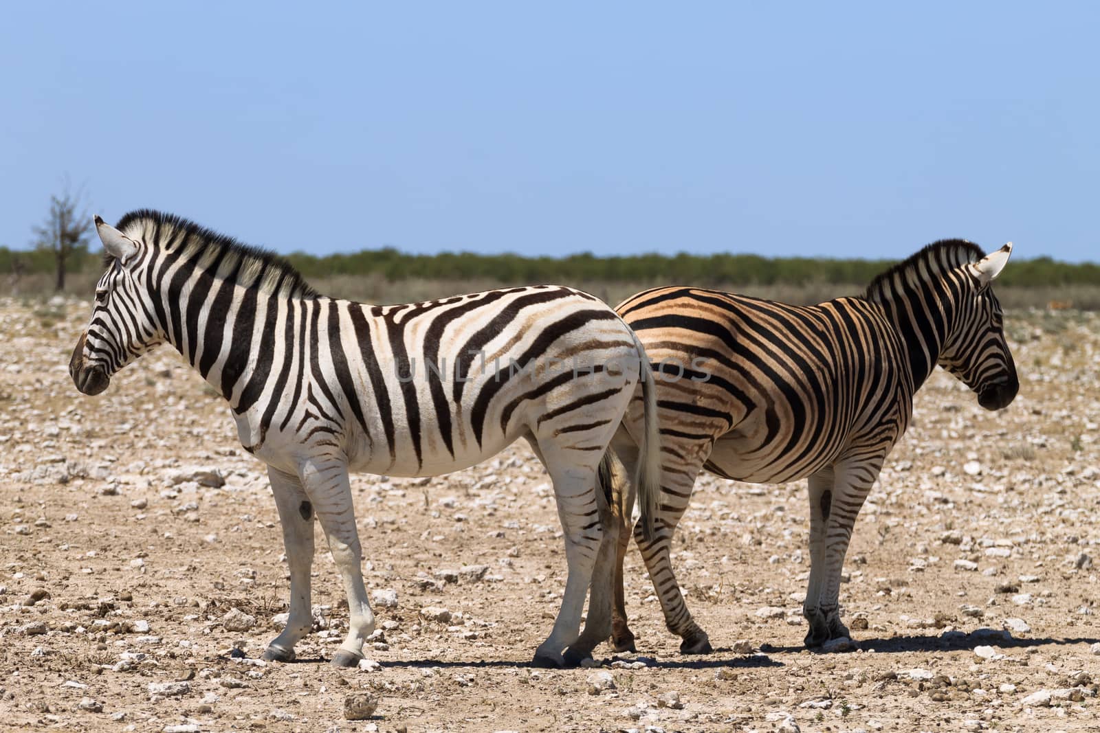 Couple of zebras by elleon