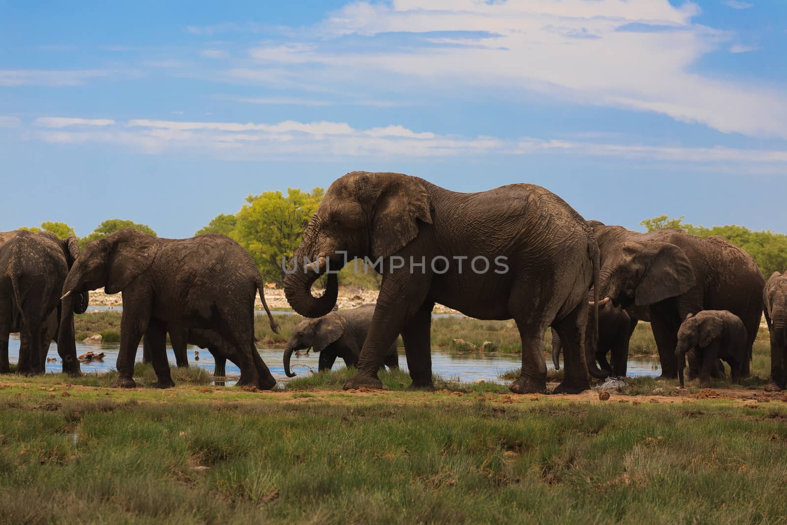 Herd of elephants from Etosha National Park, Namibia