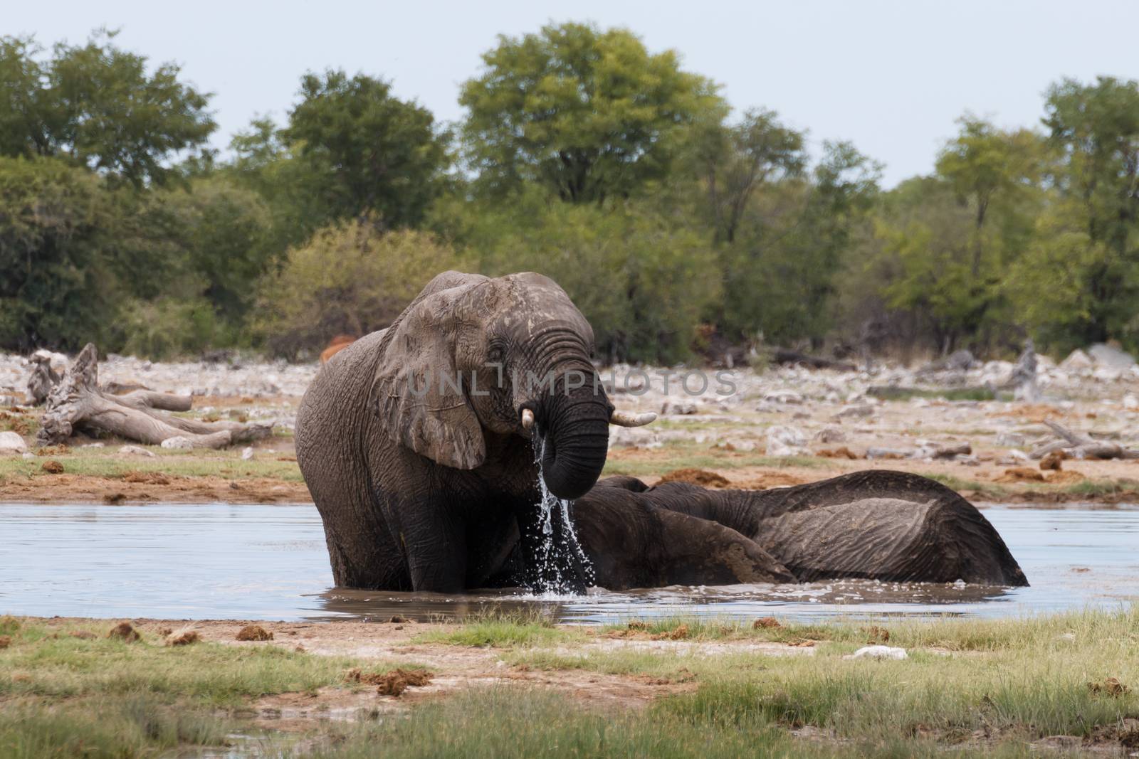Couple of elephants playing from Etosha National Park, Namibia