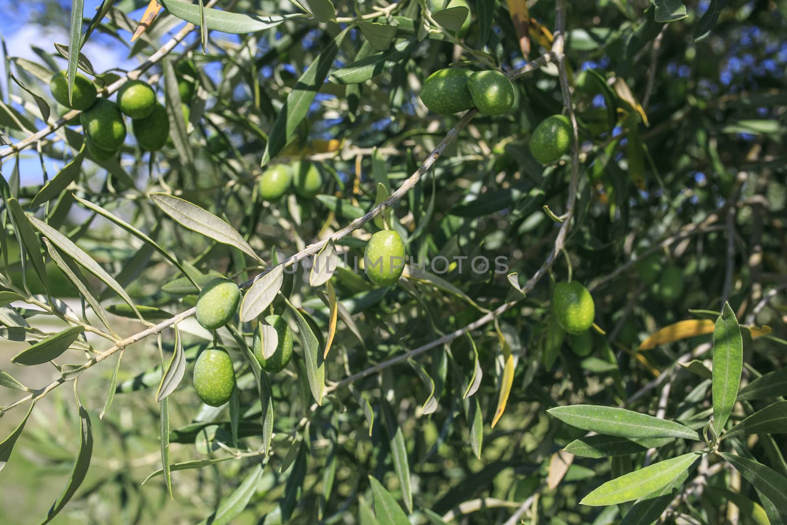 Olive tree in a park