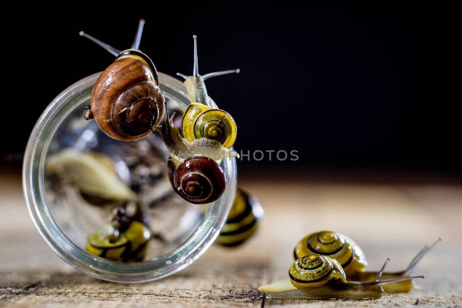 Colorful snails big and small in a glass jar. Wooden table, black background