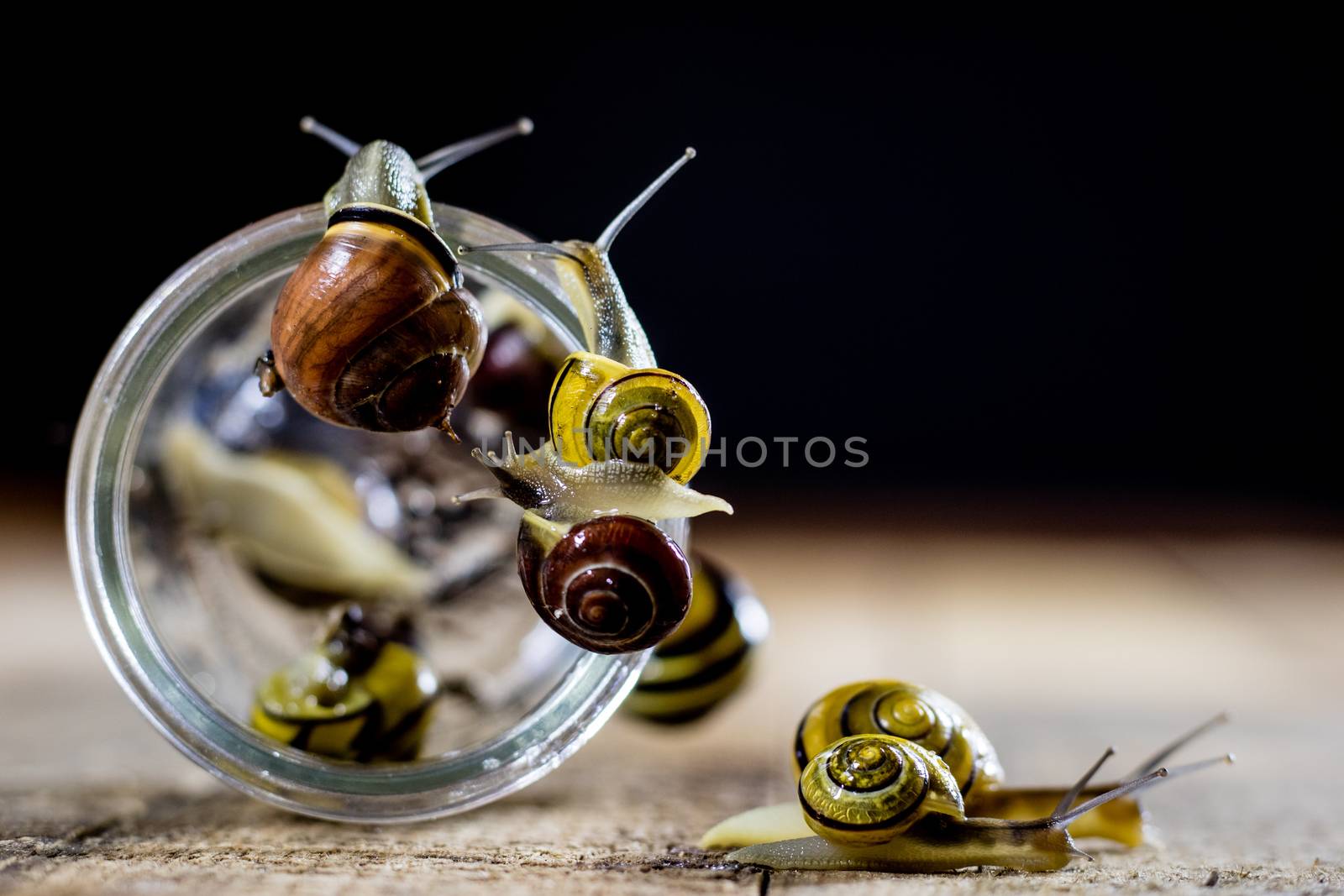 Colorful snails big and small in a glass jar. Wooden table, black background