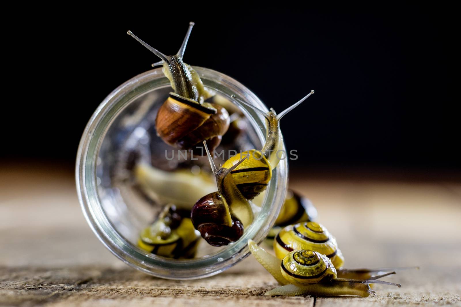 Colorful snails big and small in a glass jar. Wooden table, black background