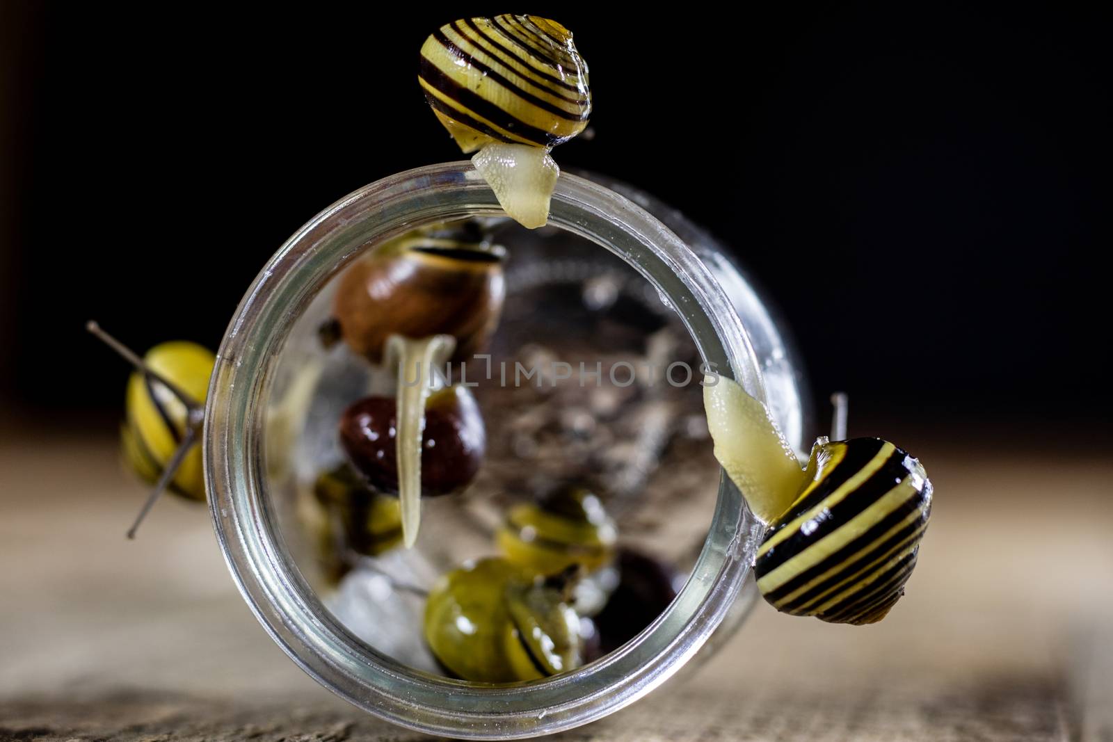 Colorful snails big and small in a glass jar. Wooden table, black background