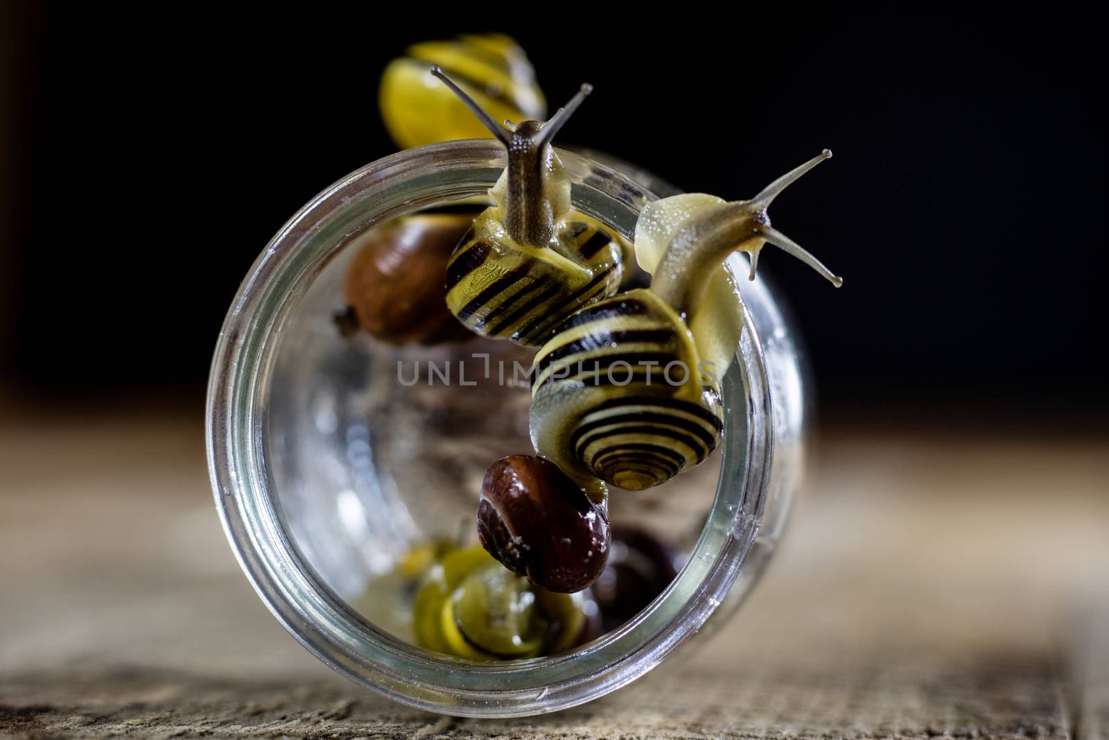 Colorful snails big and small in a glass jar. Wooden table, black background