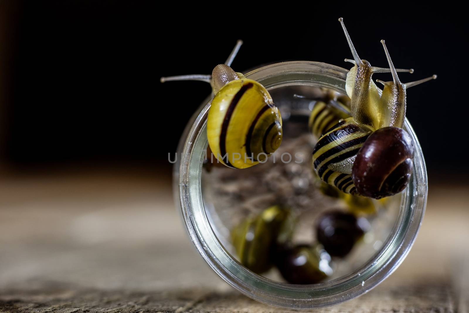 Colorful snails big and small in a glass jar. Wooden table, black background