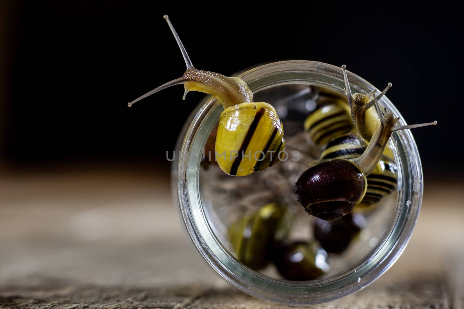 Colorful snails big and small in a glass jar. Wooden table, black background