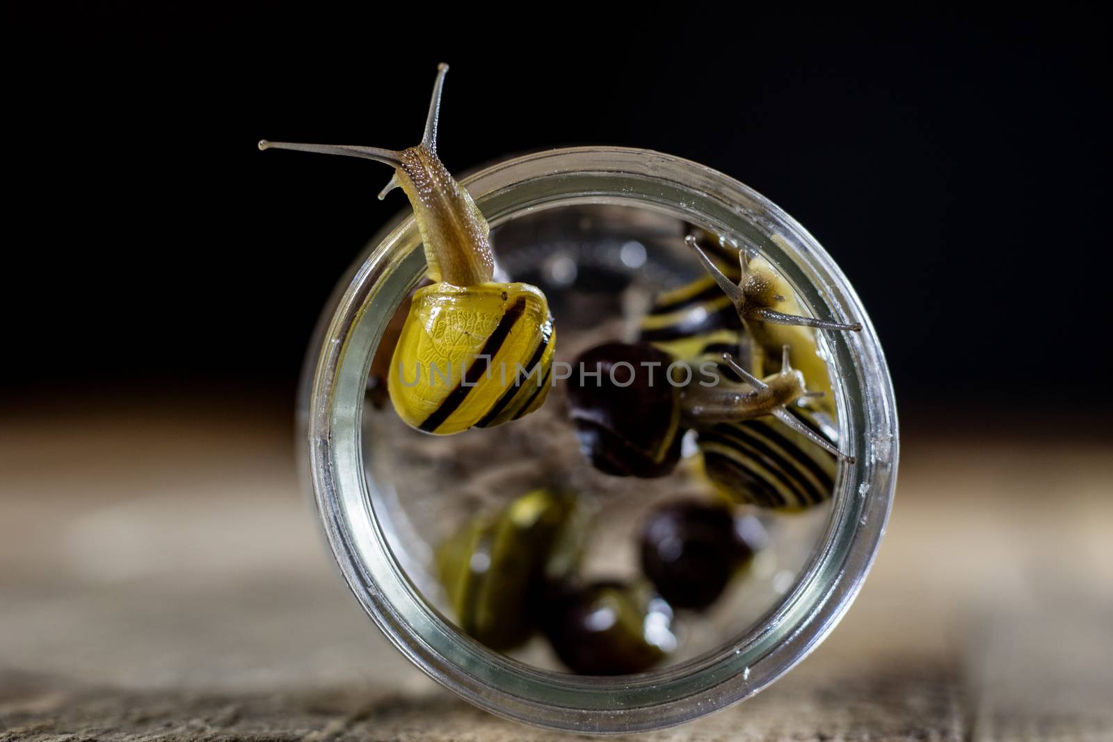 Colorful snails big and small in a glass jar. Wooden table, black background