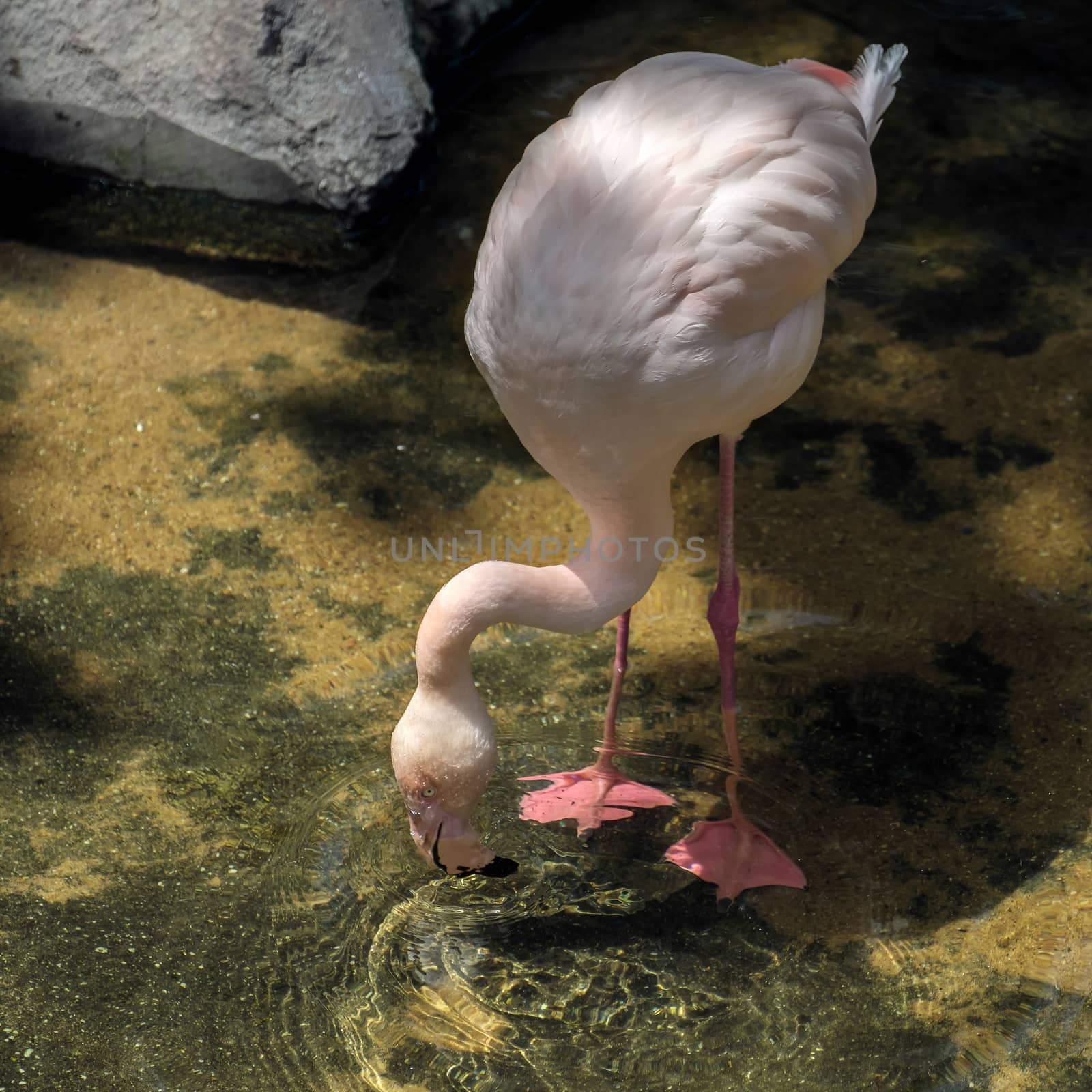 Greater Flamingo (Phoenicopterus roseus) at the Bioparc Fuengirola