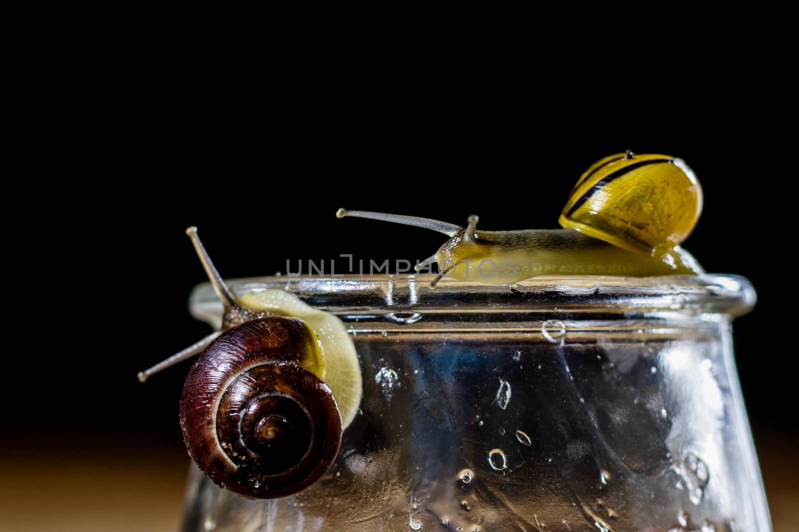 Colorful snails big and small in a glass jar. Wooden table, black background