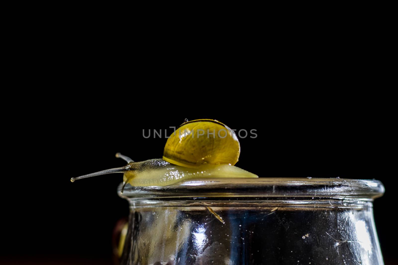 Colorful snails big and small in a glass jar. Wooden table, black background