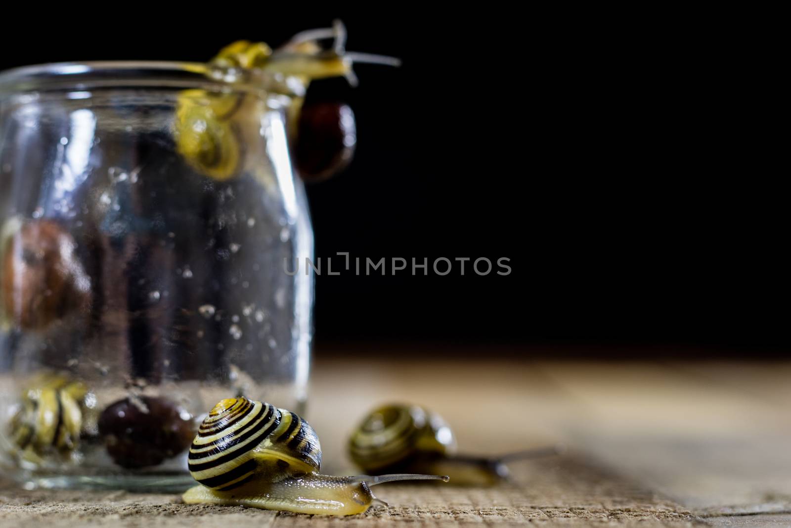 Colorful snails big and small in a glass jar. Wooden table, black background