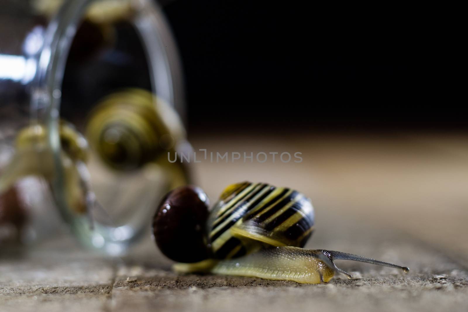 Colorful snails big and small in a glass jar. Wooden table, black background