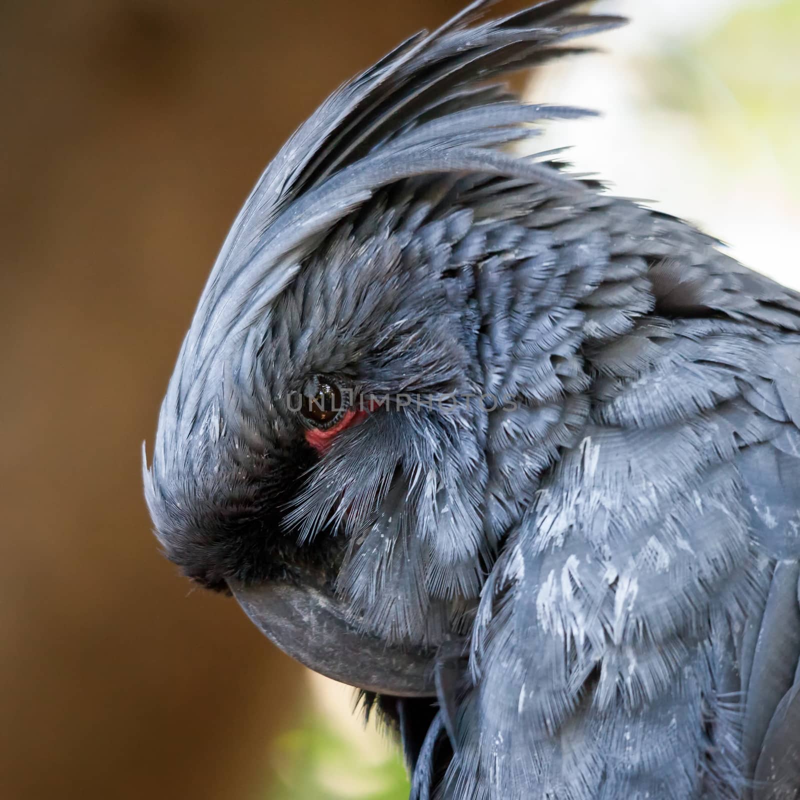 Grey Cockatoo (Cacatuidae)
