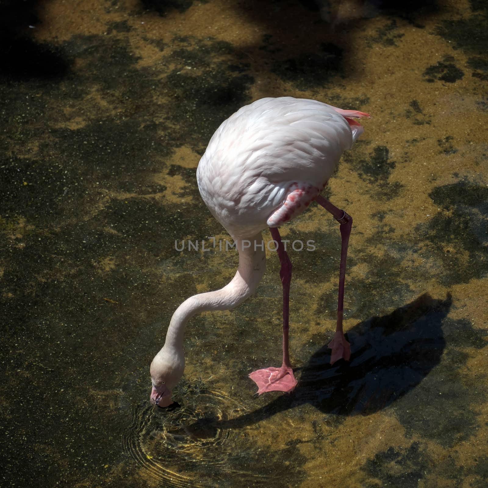 Greater Flamingo (Phoenicopterus roseus) at the Bioparc Fuengiro by phil_bird