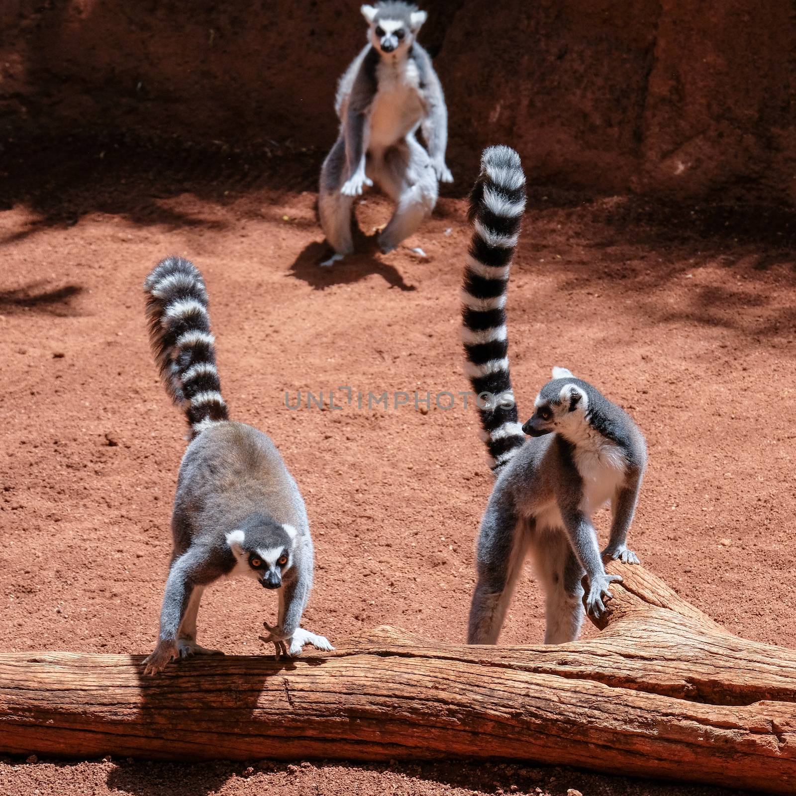 FUENGIROLA, ANDALUCIA/SPAIN - JULY 4 : Ring-tailed Lemurs (Lemur catta) at the Bioparc in Fuengirola Costa del Sol Spain on July 4, 2017