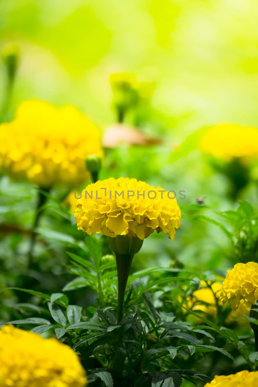 The background image of the colorful flowers, background nature