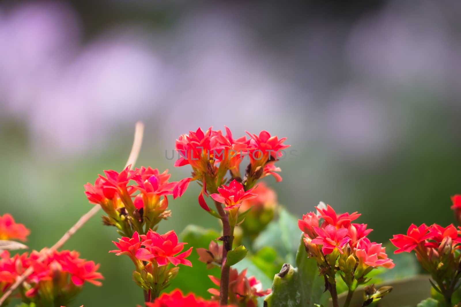 The background image of the colorful flowers, background nature