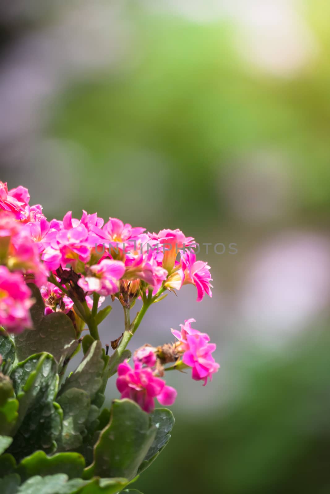 The background image of the colorful flowers, background nature