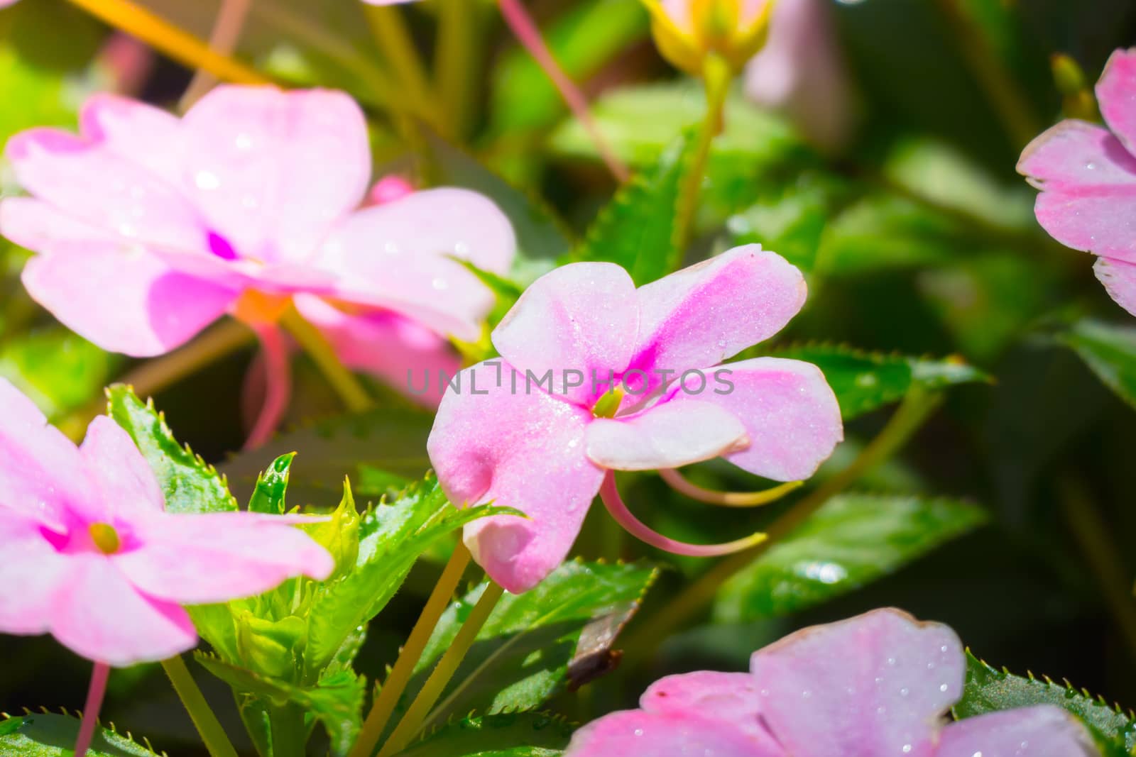 The background image of the colorful flowers, background nature