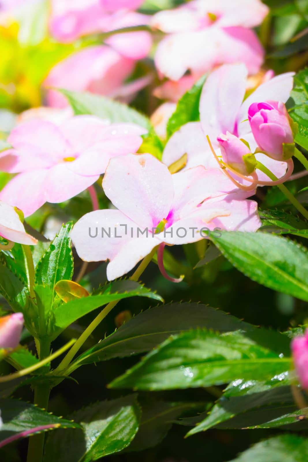 The background image of the colorful flowers, background nature