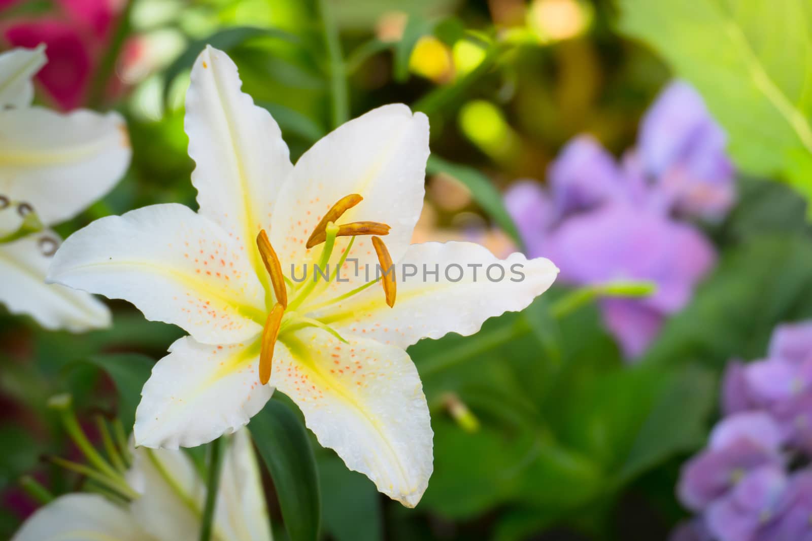 The background image of the colorful flowers, background nature