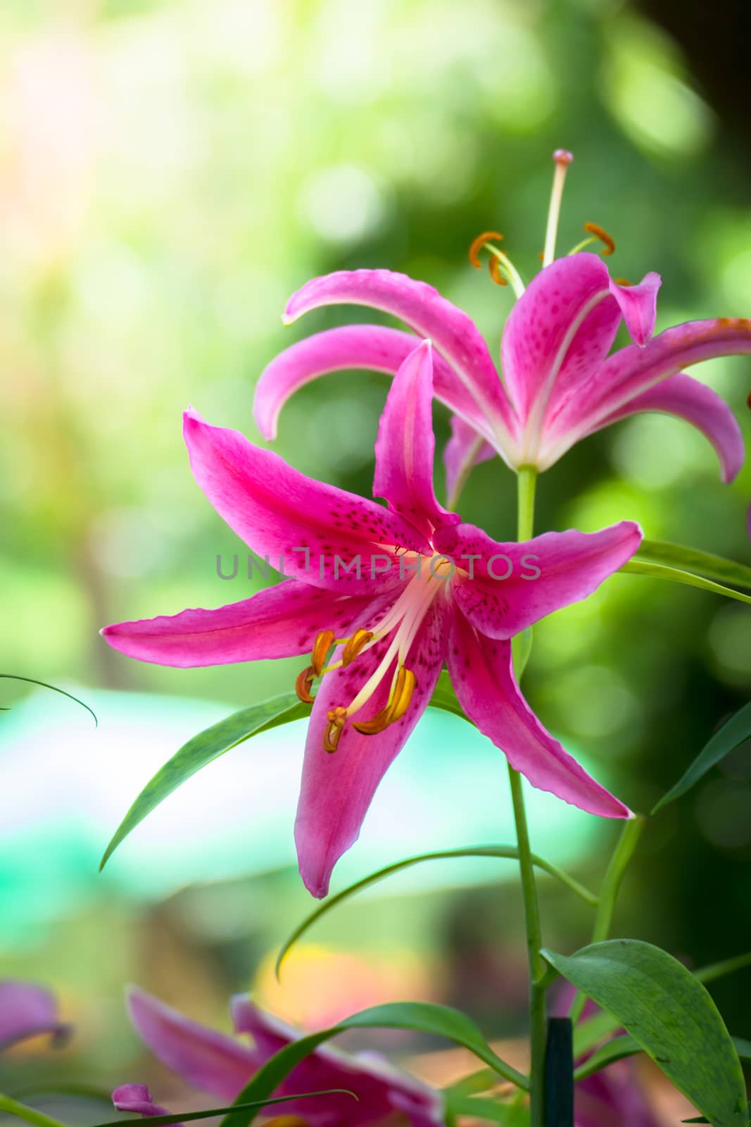 The background image of the colorful flowers, background nature