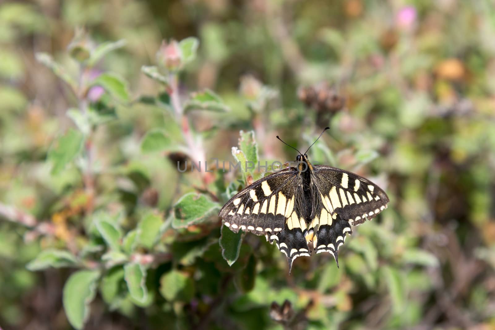 Close-up of a Swallowtail Butterfly in Tuscany by phil_bird