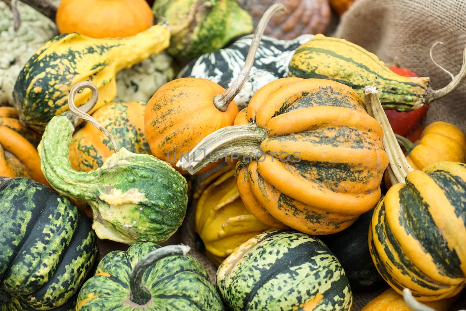 A Group of Colourful Gourds in Friedrichsdorf by phil_bird