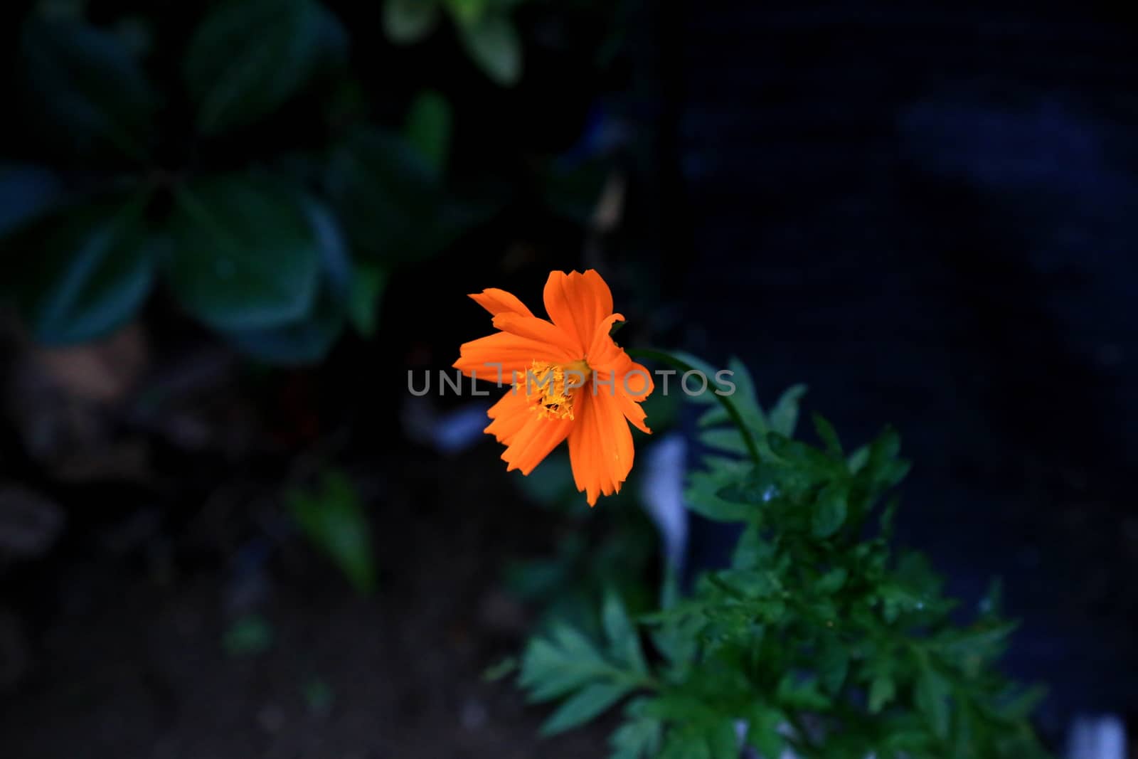 Lone Flower by hanstography