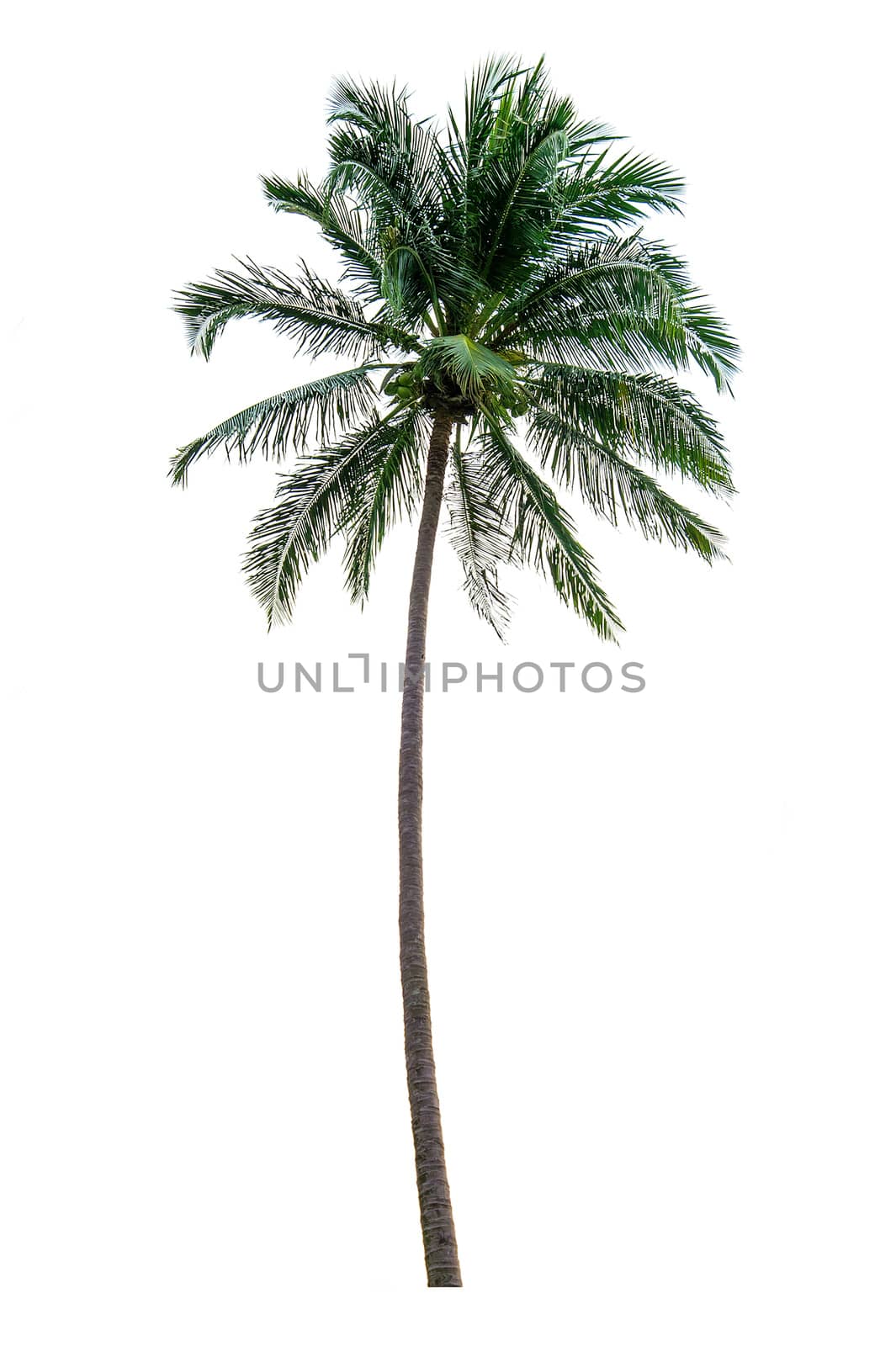 Coconut tree isolated on white background. by gutarphotoghaphy