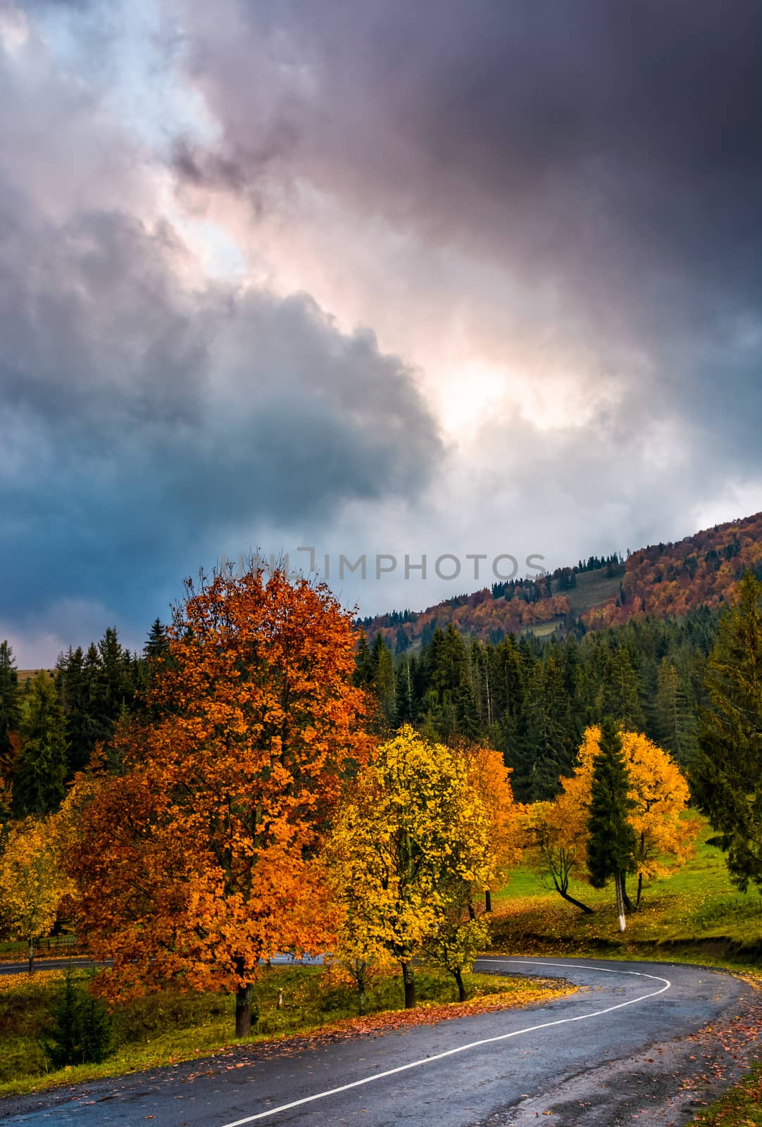 colorful foliage on serpentine in rainy fall weather. gorgeous cloudy sky over the mountains in evening