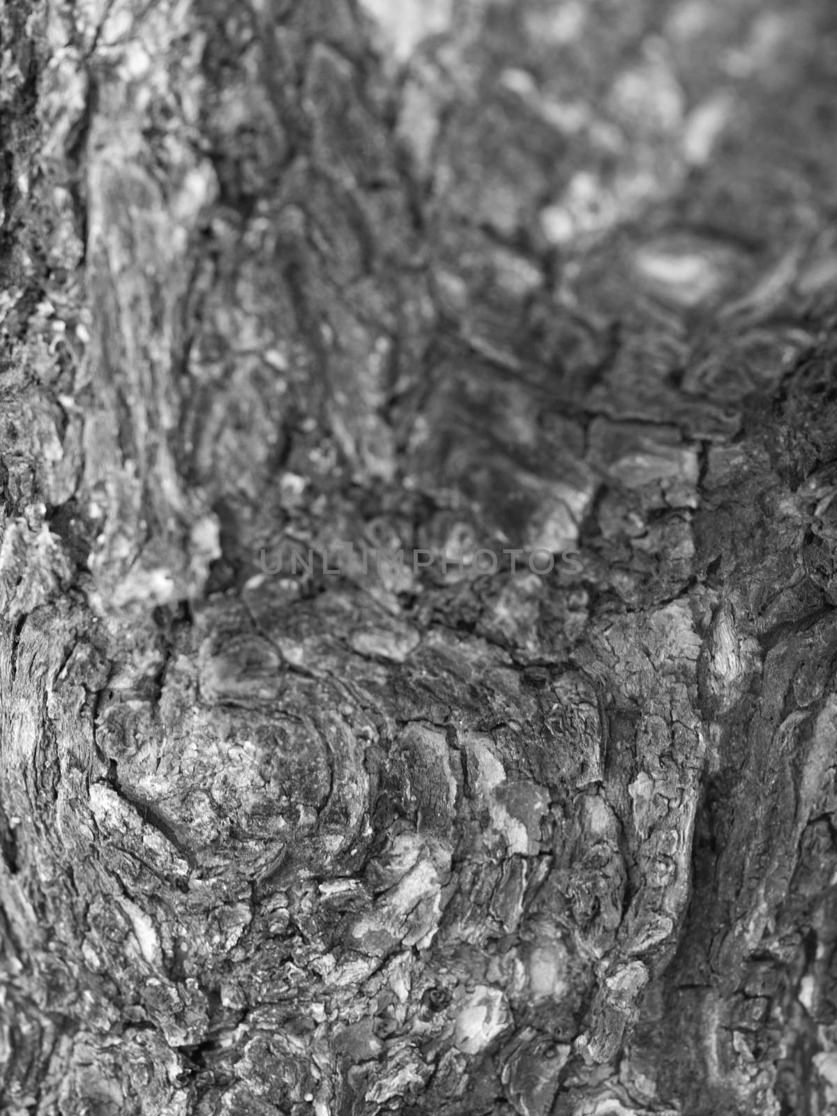 CLOSE-UP OF LIVING TREE BARK by PrettyTG