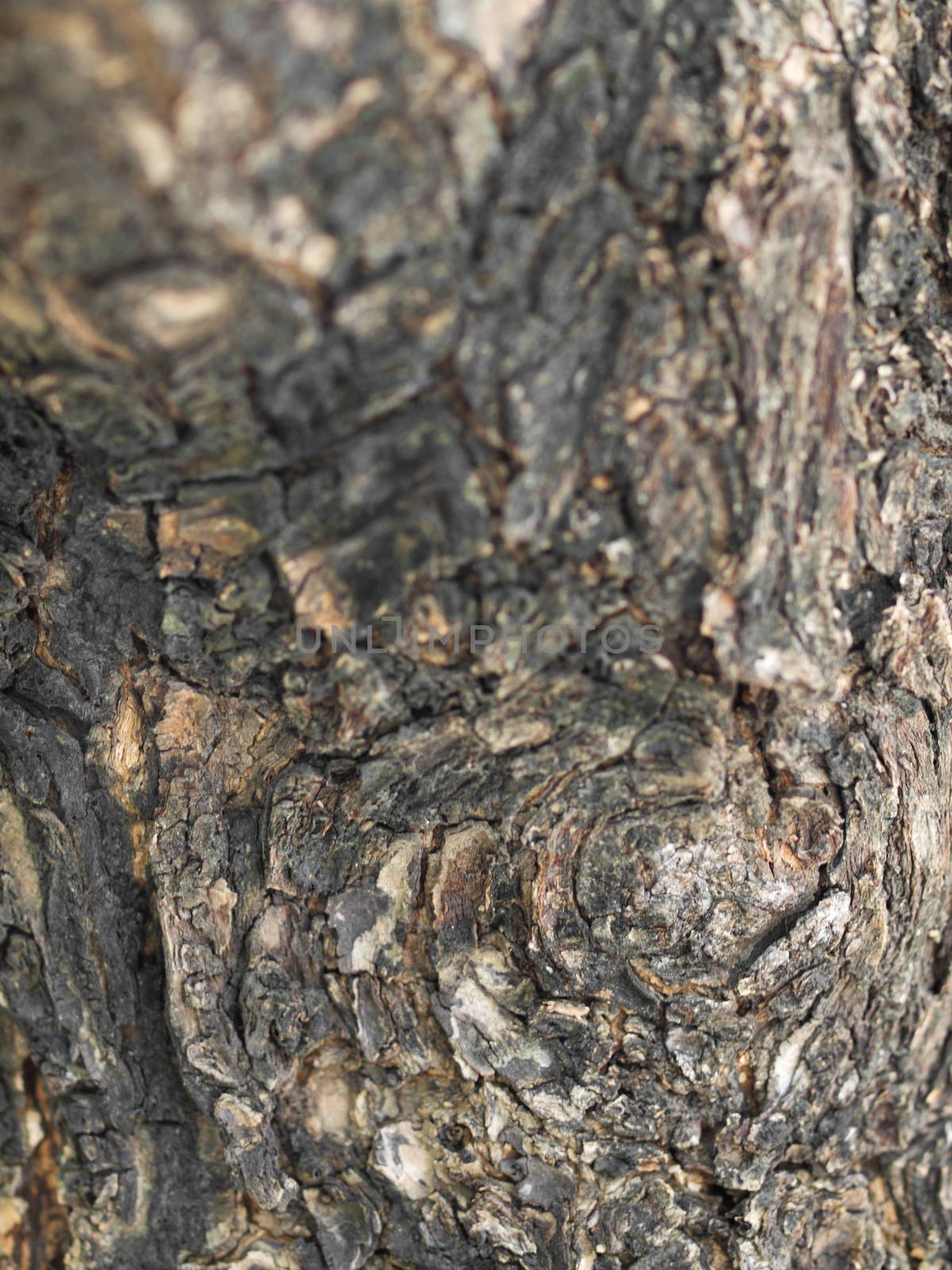 COLOR PHOTO OF CLOSE-UP OF LIVING TREE BARK