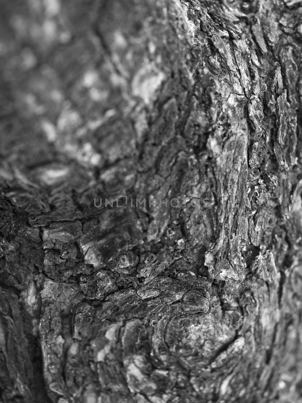 BLACK AND WHITE PHOTO OF CLOSE-UP OF LIVING TREE BARK