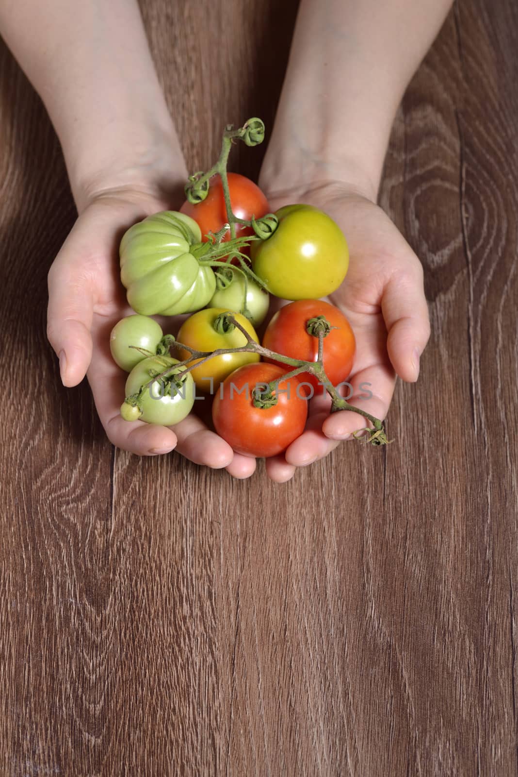 Fresh tomatoes in hands  by mady70