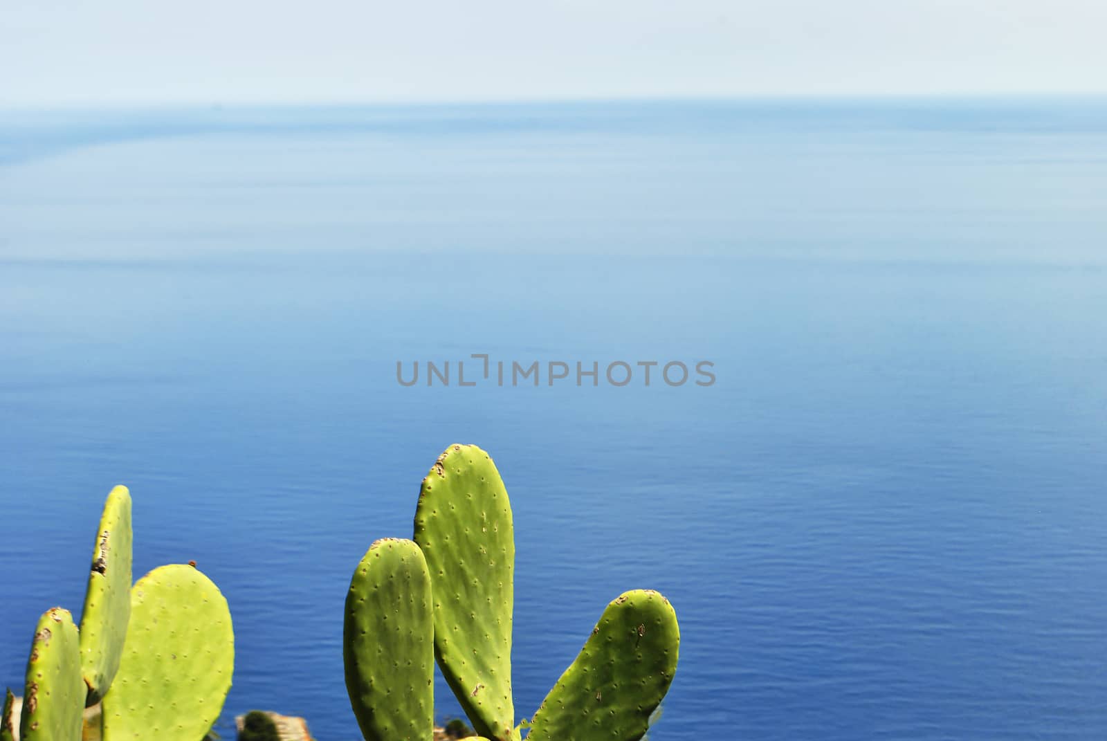 beautiful cactus plants with mediterranean sea in background by rarrarorro