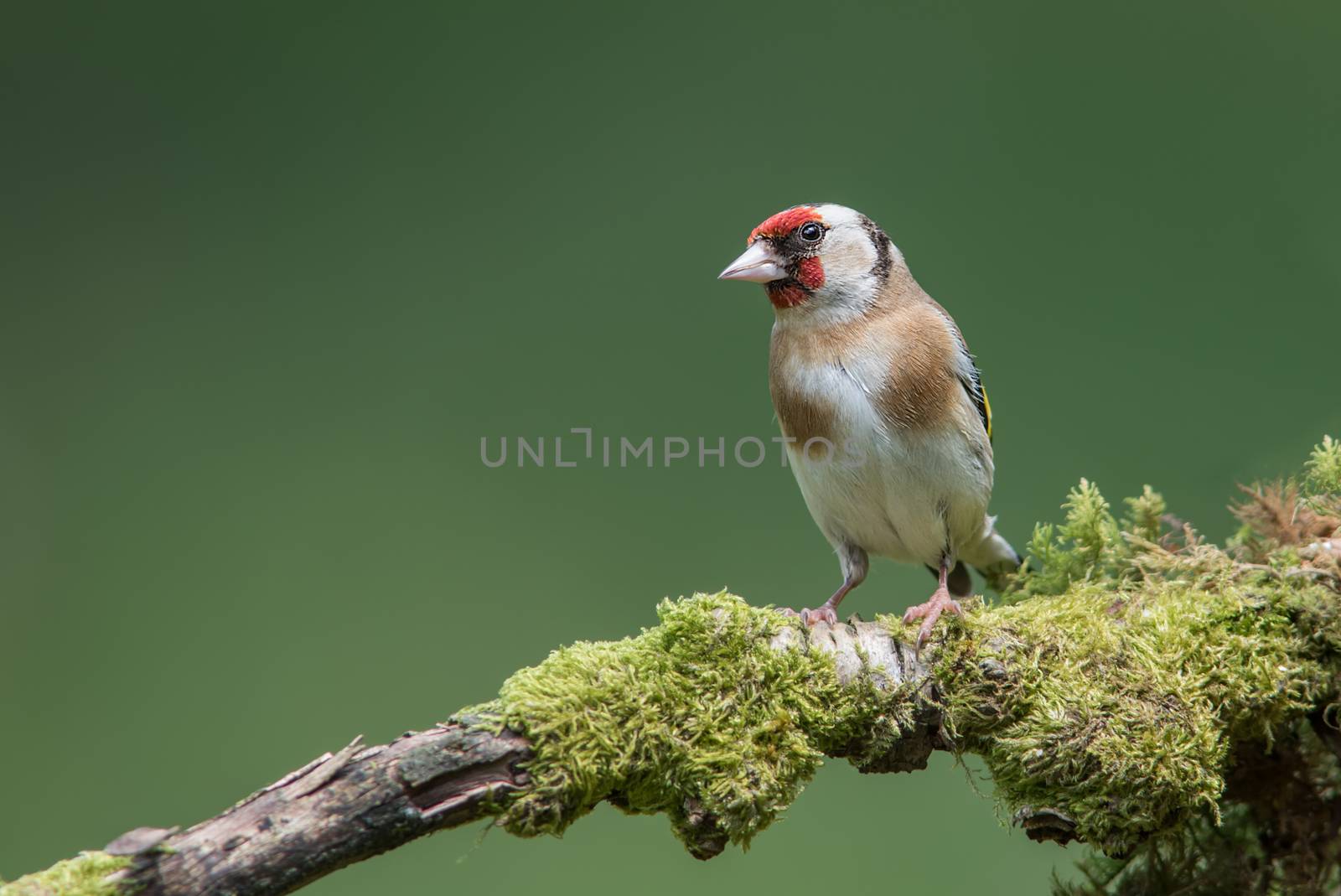 Curious goldfinch by alan_tunnicliffe